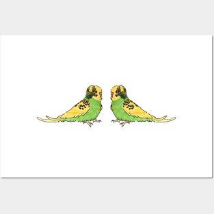 Budgie - recessive pied Posters and Art